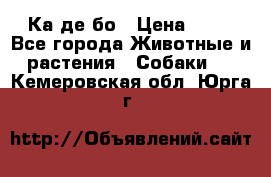 Ка де бо › Цена ­ 25 - Все города Животные и растения » Собаки   . Кемеровская обл.,Юрга г.